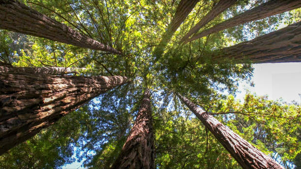 How Our Tree Care Process Works  in  Fort Leonard Wood, MO